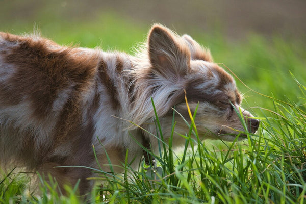 Realza la Salud de Piel y Pelo de tu Mascota
