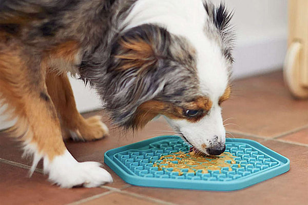 Enriquece la Dieta de tu Mascota con Likmat de Caldo de Hueso de Granja Magdalena Pet