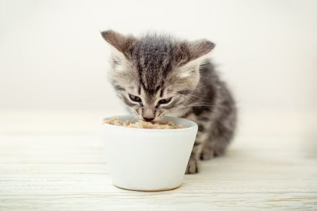 Sopa Nutritiva para Mascotas