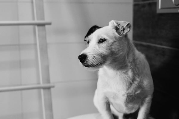 Mejora la Salud Digestiva de Tu Mascota con el Caldo de Hueso de Granja Magdalena Pet