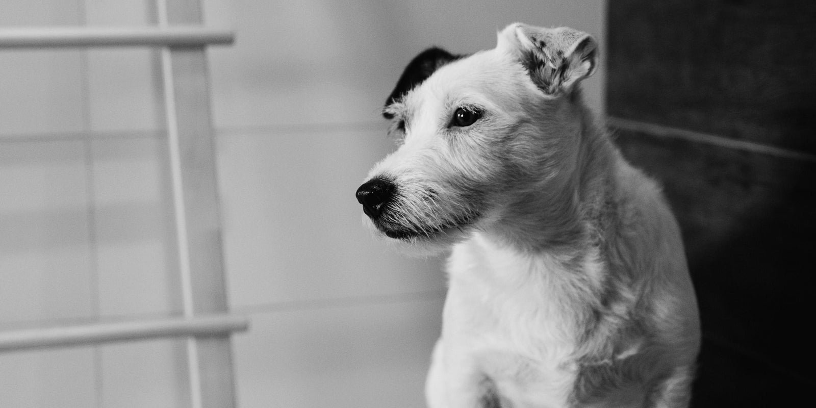 Mejora la Salud Digestiva de Tu Mascota con el Caldo de Hueso de Granja Magdalena Pet